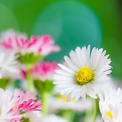 Image showing Bouquet of small delicate daisy, close-up