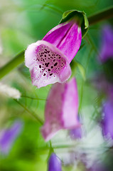 Image showing Beautiful flowers purple Foxglove