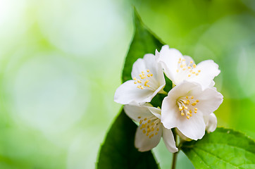 Image showing Beautiful flowers of a jasmin, close up. 