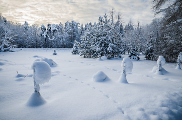 Image showing Snow-covered landscape in the countryside. Viitna, Estonia