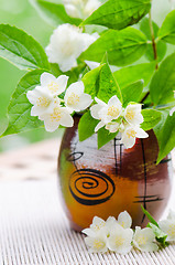 Image showing Blooming jasmine bush, close-up