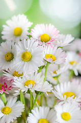 Image showing Bouquet of small delicate daisy, close-up