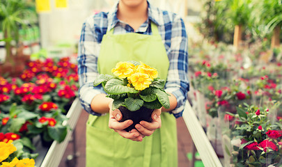 Image showing close up of woman holding flowers in greenhouse