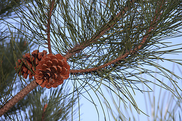 Image showing Pine cones