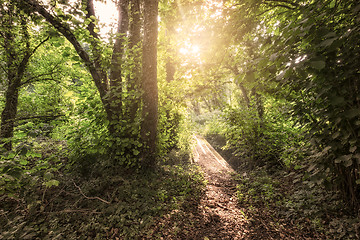 Image showing Sunrise in the woods