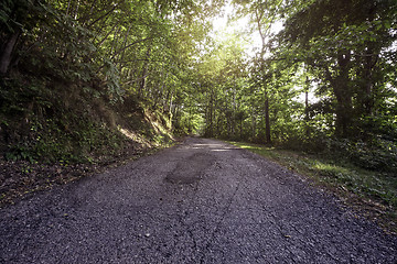 Image showing Forest road