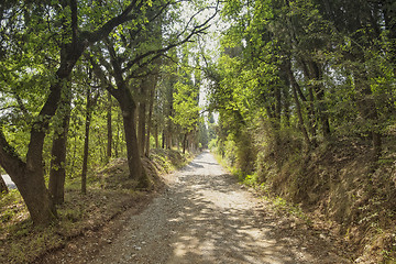 Image showing Forest road