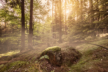 Image showing Forest sunrise