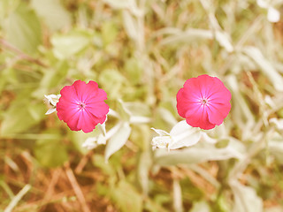 Image showing Retro looking Violet flower