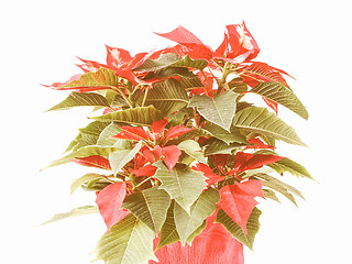 Image showing Retro looking Poinsettia Christmas Star