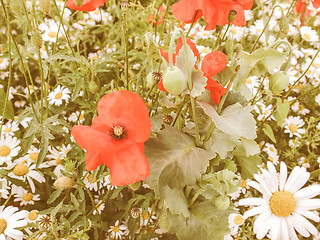 Image showing Retro looking Papaver flower