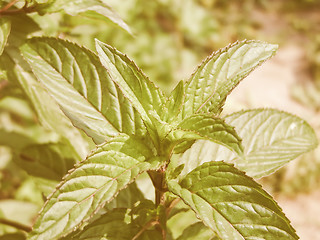 Image showing Retro looking Peppermint