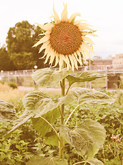 Image showing Retro looking Sunflower flower