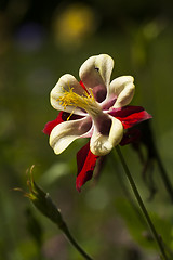 Image showing columbine