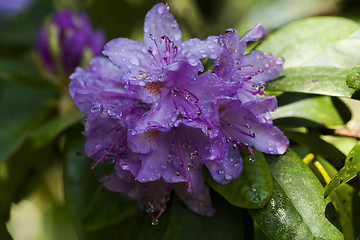 Image showing rhododendron