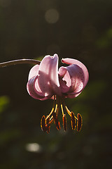 Image showing martagon lily