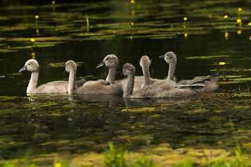 Image showing swanlings