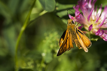 Image showing large skipper