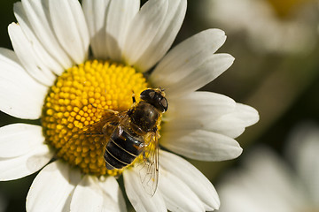 Image showing flower fly on daisy