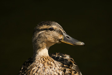 Image showing female duck