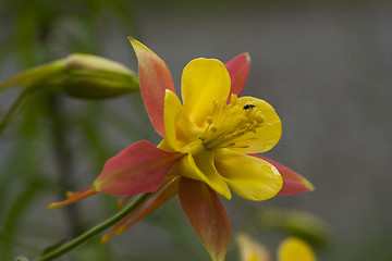 Image showing pink and yellow columbine