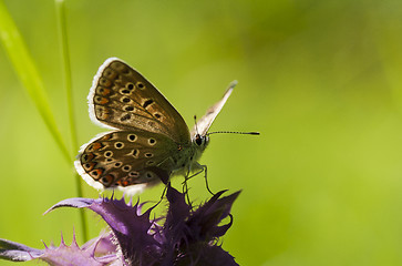 Image showing blue