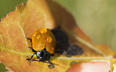 Image showing aspen beetle