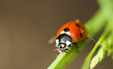 Image showing lady bird