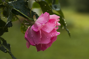 Image showing pink rose