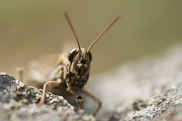 Image showing the face of a grasshopper