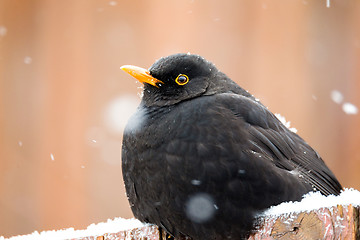 Image showing male of Common blackbird