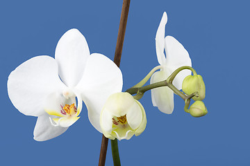 Image showing romantic branch of white orchid