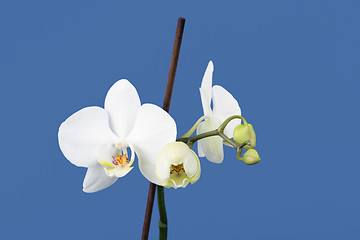 Image showing romantic branch of white orchid