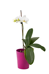 Image showing romantic branch of white orchid