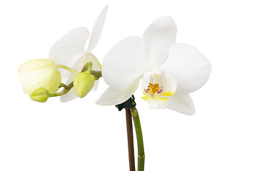 Image showing romantic branch of white orchid
