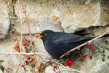 Image showing male of Common blackbird