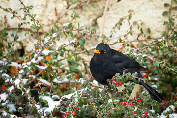 Image showing male of Common blackbird