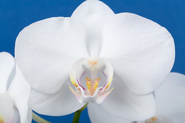 Image showing romantic branch of white orchid