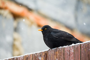 Image showing male of Common blackbird