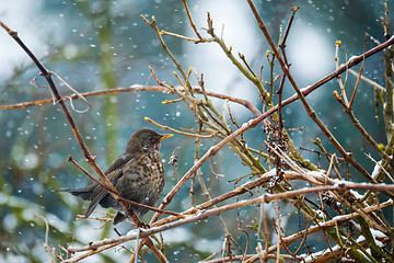 Image showing female of Common blackbird