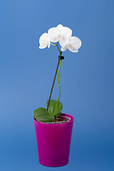 Image showing romantic branch of white orchid