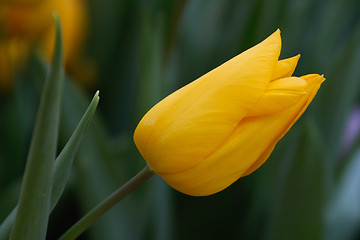 Image showing Tulips