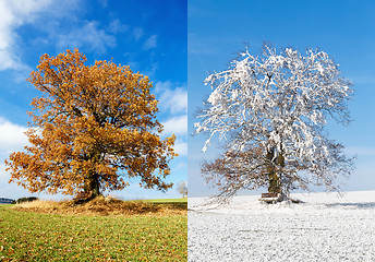 Image showing alone tree on two season