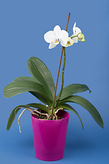 Image showing romantic branch of white orchid