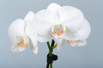 Image showing romantic branch of white orchid