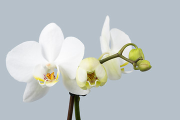 Image showing romantic branch of white orchid