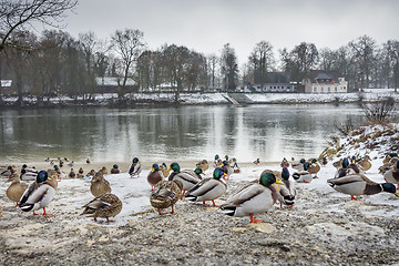 Image showing Ducks at river Danube in winter