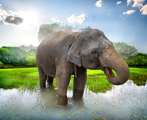 Image showing Elephant near Sigiriya