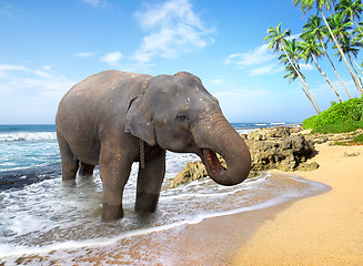 Image showing Elephant on the beach