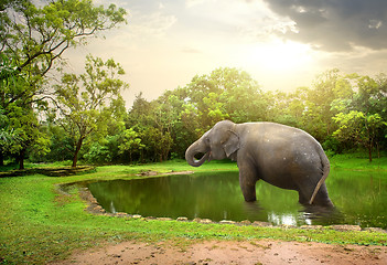 Image showing Elephant, bathing  in lake